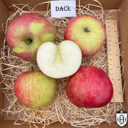 Malus domestica 'Dace' - Õunapuu 'Dace' C6/6L